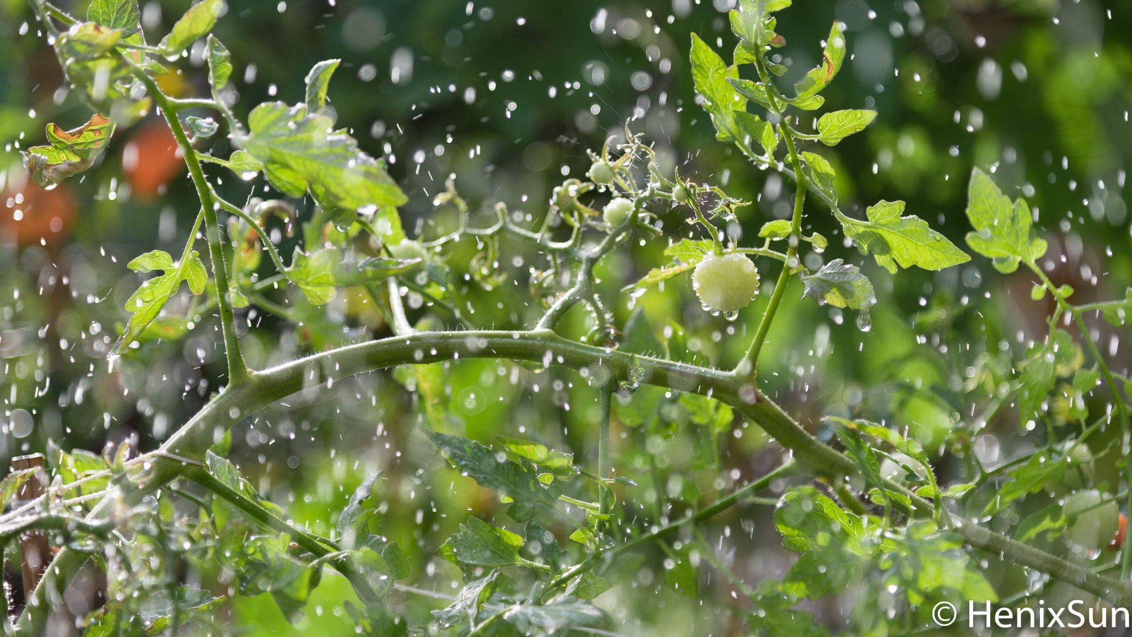 别墅院子维护与管理_联排别墅与大平层优缺点对比_别墅装电梯